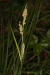 Buxbaum's sedge